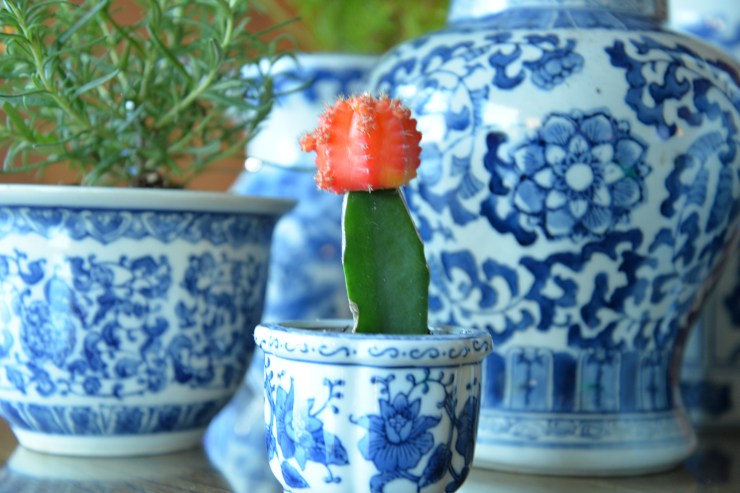 peach-cactus-close-up